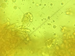 Heliomyces decolorans