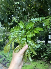 Paubrasilia echinata