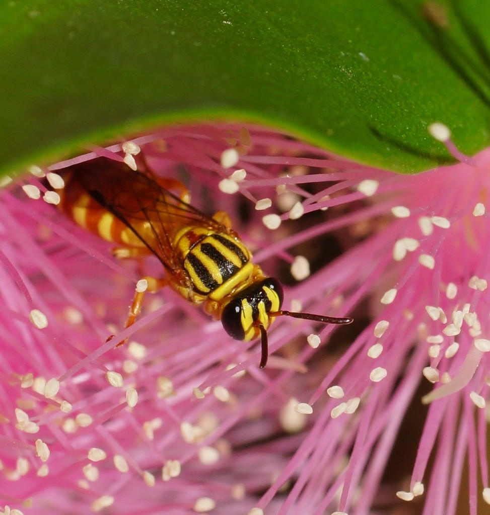 Heterorhiza