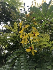 Paubrasilia echinata