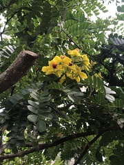 Paubrasilia echinata