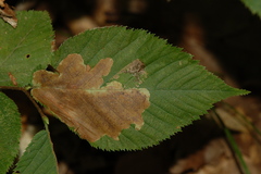 Cameraria ostryarella