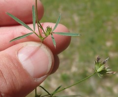 Trifolium oliganthum