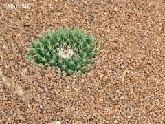 Mammillaria uncinata