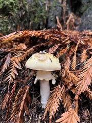 Gemmatae