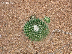 Mammillaria uncinata