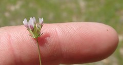 Trifolium oliganthum