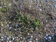Plantago coronopus