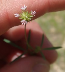 Trifolium oliganthum