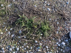 Plantago coronopus