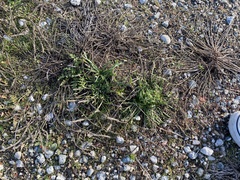 Plantago coronopus