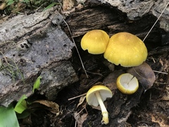 Pluteus mammillatus