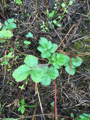 Fragaria vesca americana