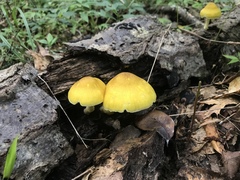 Pluteus mammillatus