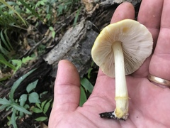 Pluteus mammillatus
