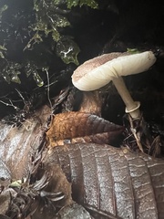 Lepiota atrodisca