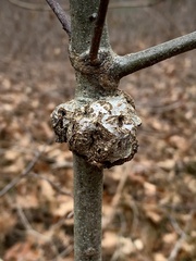 Callirhytis quercuspunctata