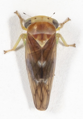 Populicerus