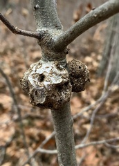 Callirhytis quercuspunctata