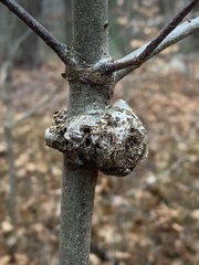 Callirhytis quercuspunctata