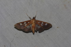 Phostria