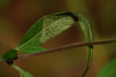 Liriomyza pistilla