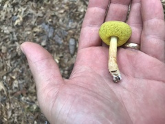 Aureoboletus
