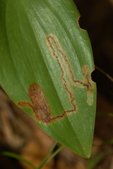 Liriomyza smilacinae