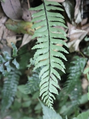 Hymenasplenium unilaterale