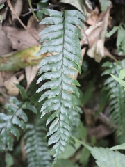 Hymenasplenium unilaterale