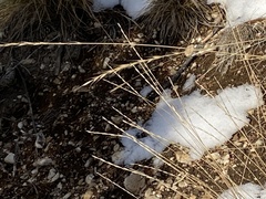 Pseudoroegneria spicata