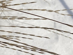 Pseudoroegneria spicata