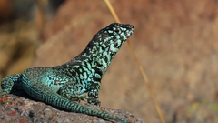 Liolaemus zapallarensis