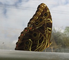 Morpho
