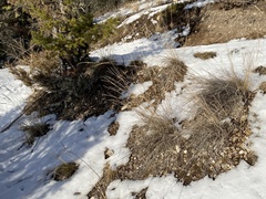 Pseudoroegneria spicata