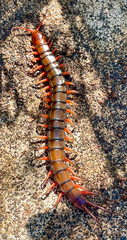 Scolopendra subspinipes