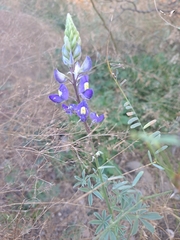 Lupinus havardii