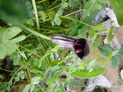 Arisarum