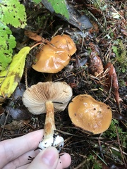 Cortinarius mucosus