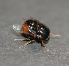 Pterodontia flavipes