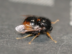 Pterodontia flavipes