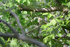 Coccyzus erythropthalmus