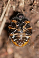 Pterodontia flavipes