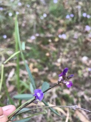 Glycine tabacina