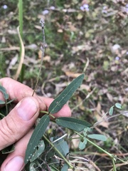 Glycine tabacina