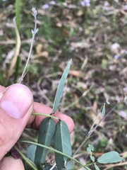 Glycine tabacina