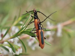 Stenoderus suturalis