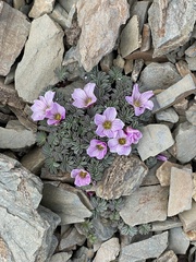 Oxalis loricata