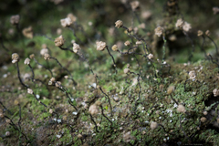 Chaenotheca gracilenta