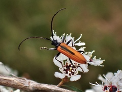Stenoderus suturalis